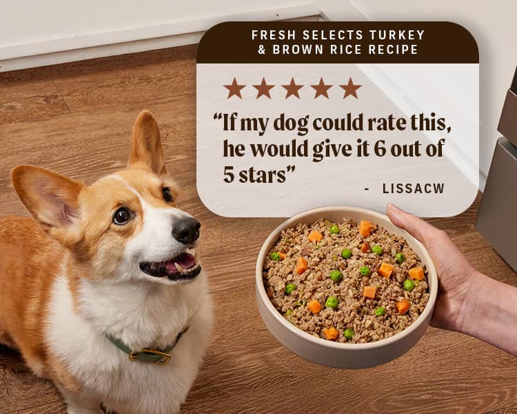 Corgi looking up at a hand holding a bowl of Merrick Fresh Selects, with a ratings and review bubble on his left side.
