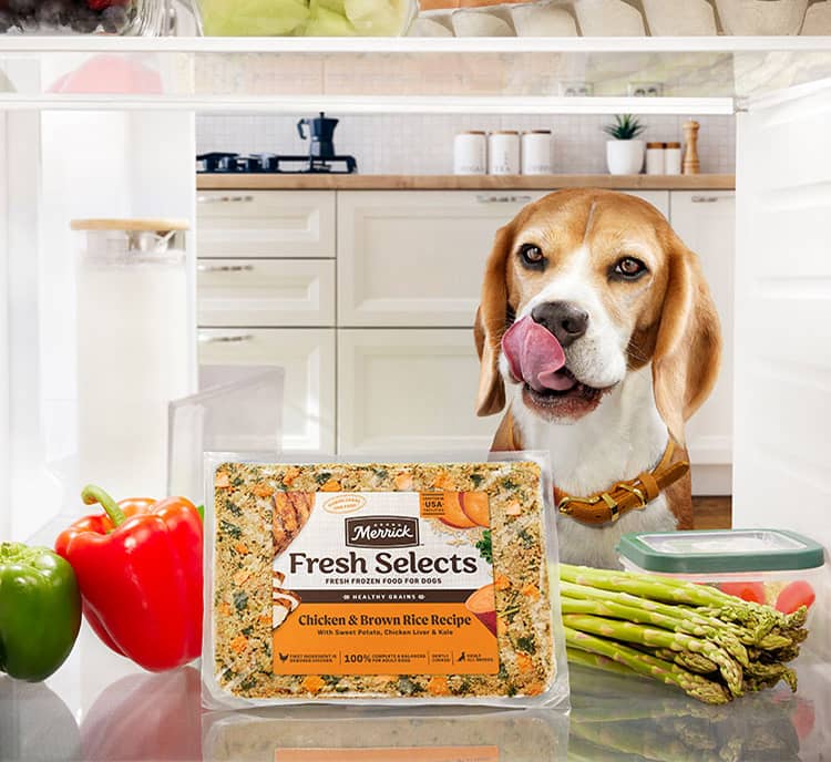 Beagle licking their lips as they view inside the fridge to see Merrick Fresh Selects dog food package surrounded by a few fresh produce.