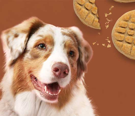 Australian Shepherd smiling with a Merrick treat in the background.