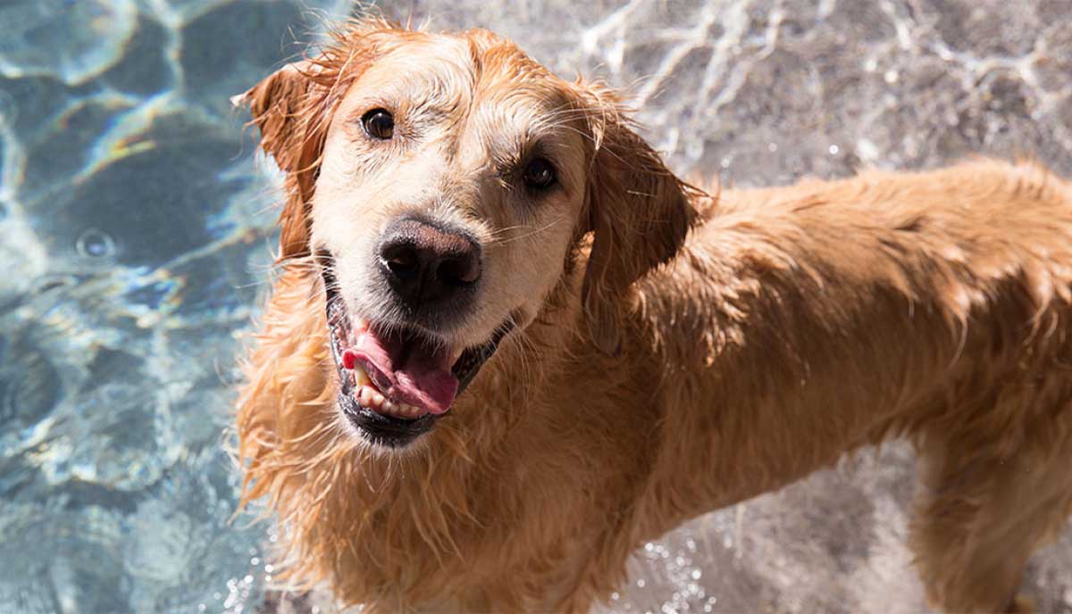 Golden retriever dog smiling and playing in the water.