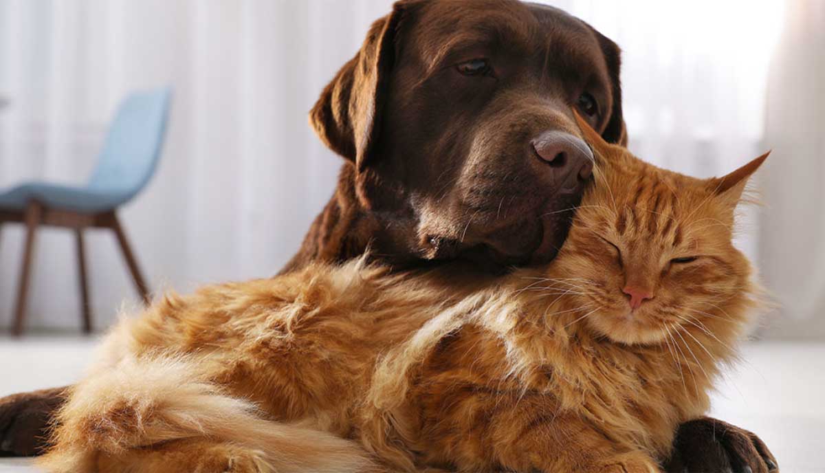 Brown lab and orange cat cuddling.