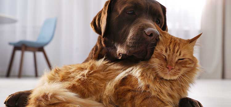 Brown lab and orange cat cuddling.