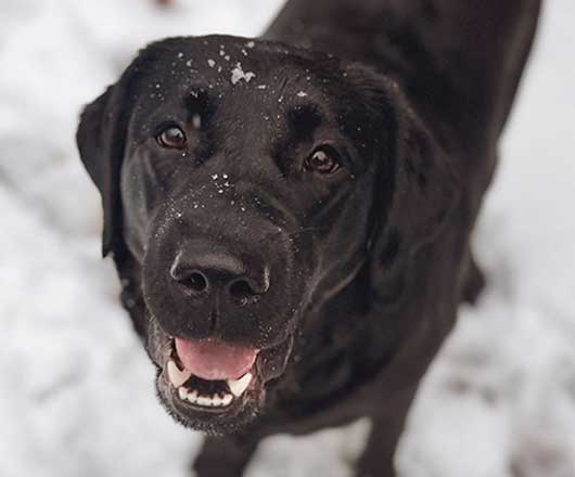 Black lab smiling in the snow