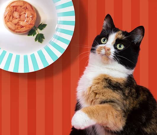 Calico cat with Merrick Purrfect Bistro Petite Parfaits on a plate.
