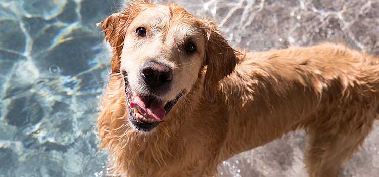 Golden retriever dog smiling and playing in the water.