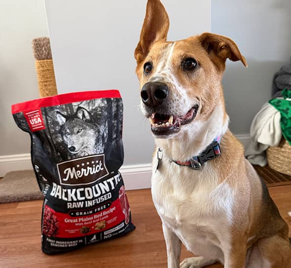 Mixed dog smiling while sitting next to a bag of Merrick Backcountry Raw infused dry dog food.