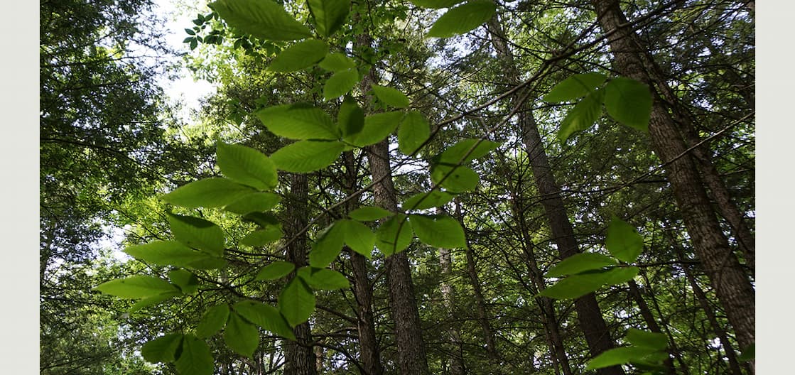 NEMO's Own Birch Bud Green