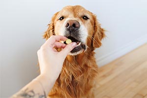 Golden Retriever being given a supplement