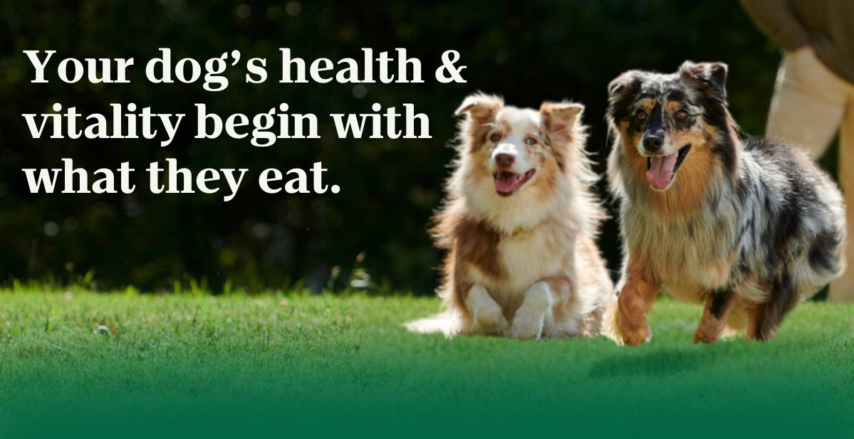 Your dog’s health & vitality begin with what they eat.