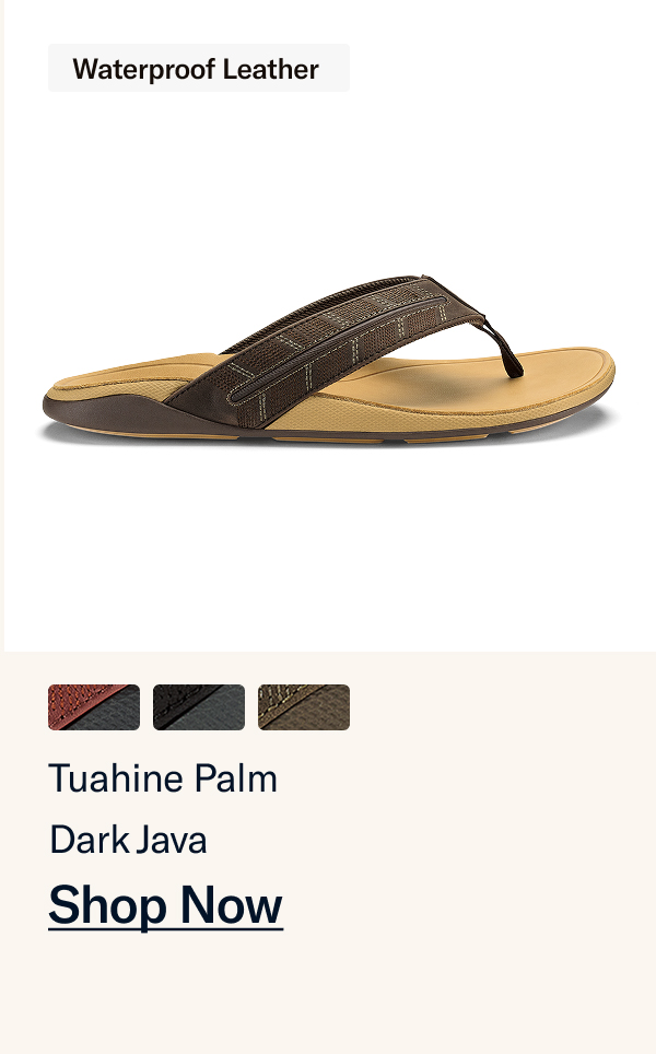 Tuahine Palm