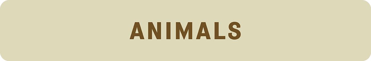 Pets and animal socks