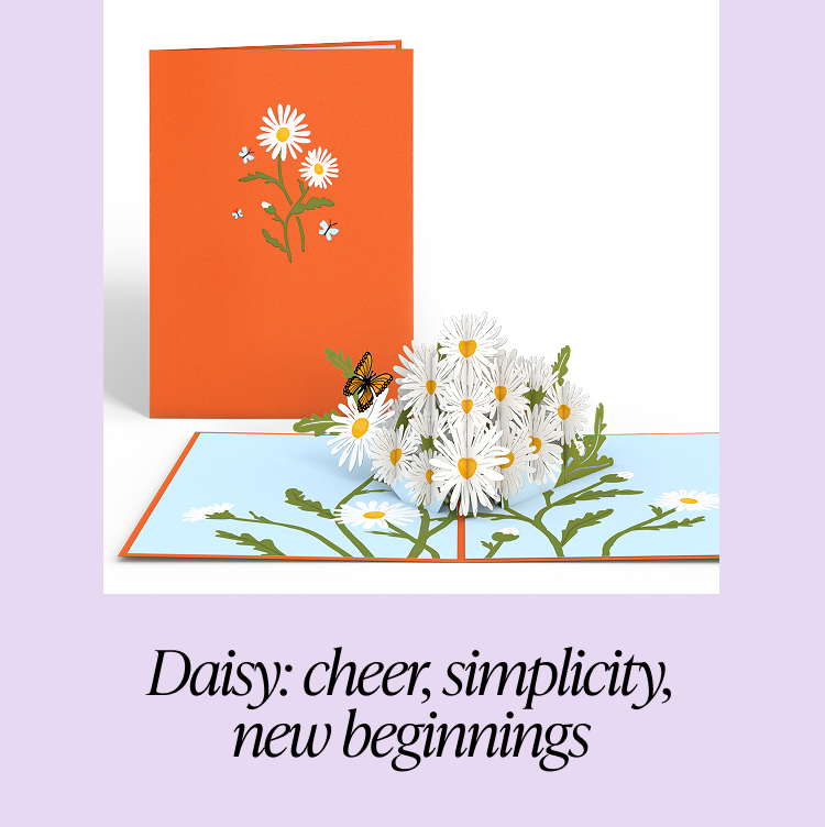 Daisy bouquet pop-up card with orange cover, representing cheer, simplicity, and new beginnings.