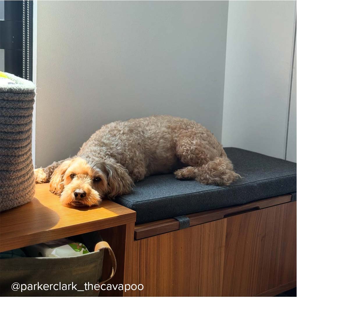 Small dog lounging on bench cushion with sunbeam hitting face beside wooden cabinet.