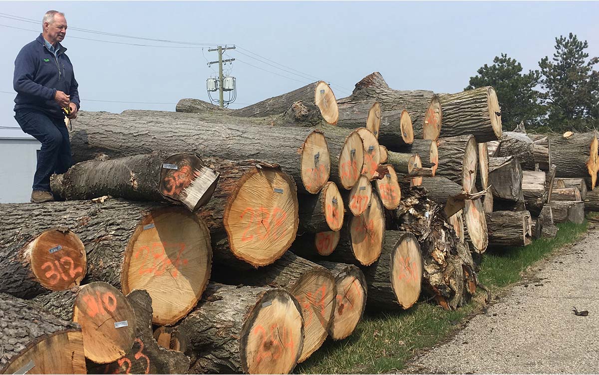Worker atop a pile of numbered logs at a wood processing site.