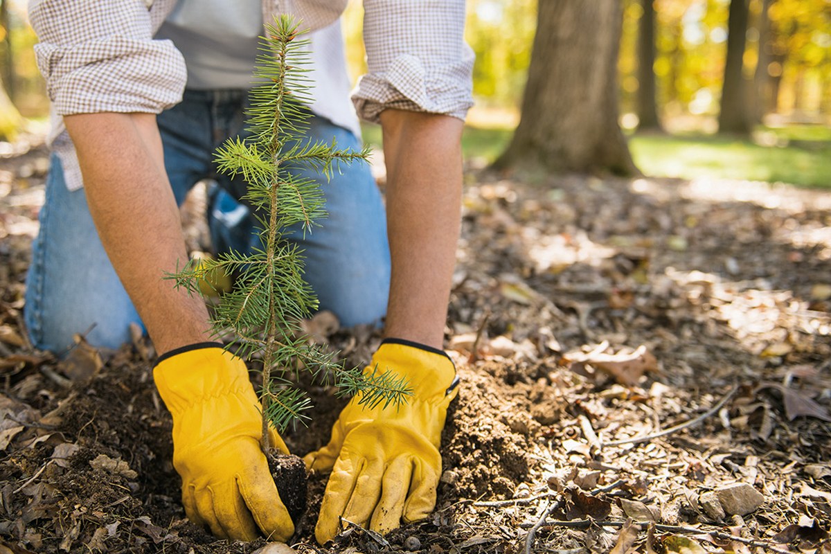 Person kneeling in a wooded area placing a small evergreen sapling into soil with yellow gloves.