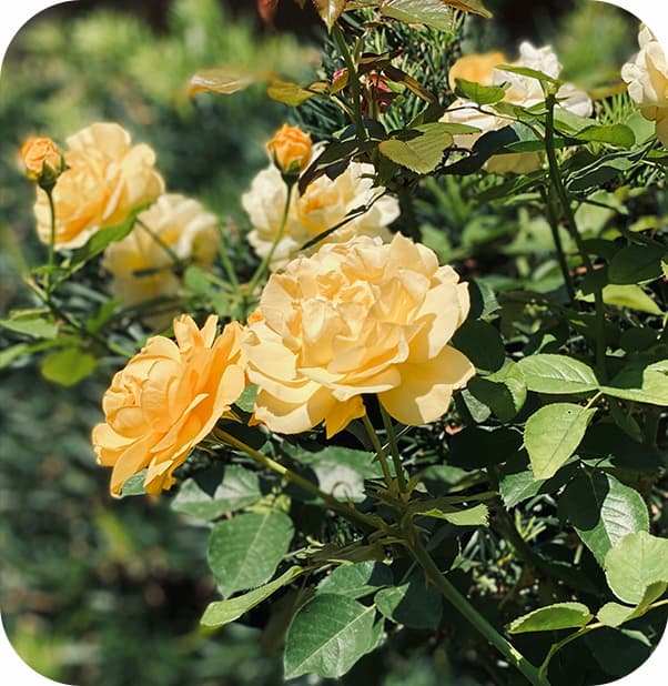 Shop Liguria Rose Candle