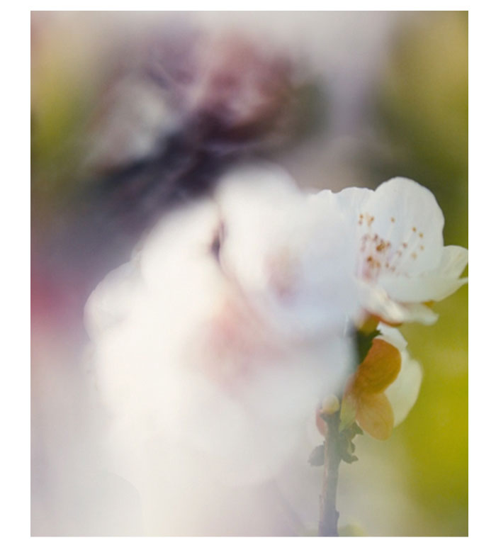 Cherry Blossom Flower