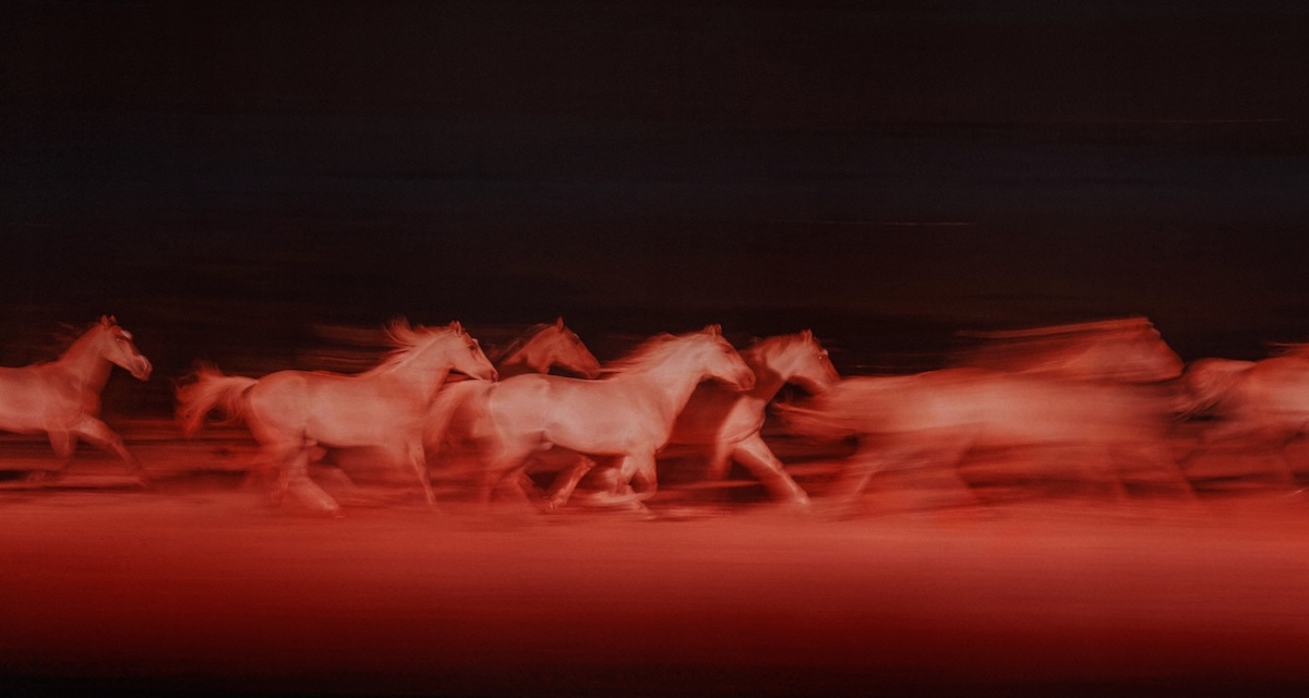 The Stampede