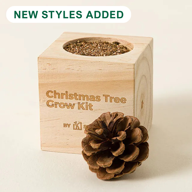 Mini Christmas Tree Grow Kit