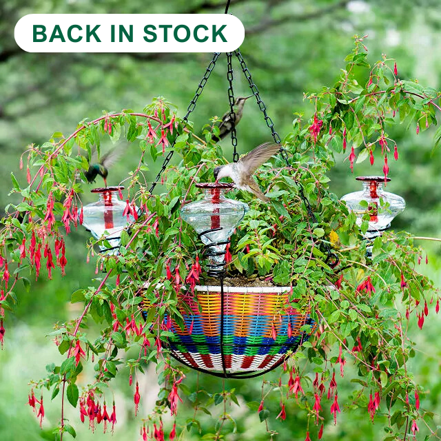 Hanging Basket Hummingbird Feeder