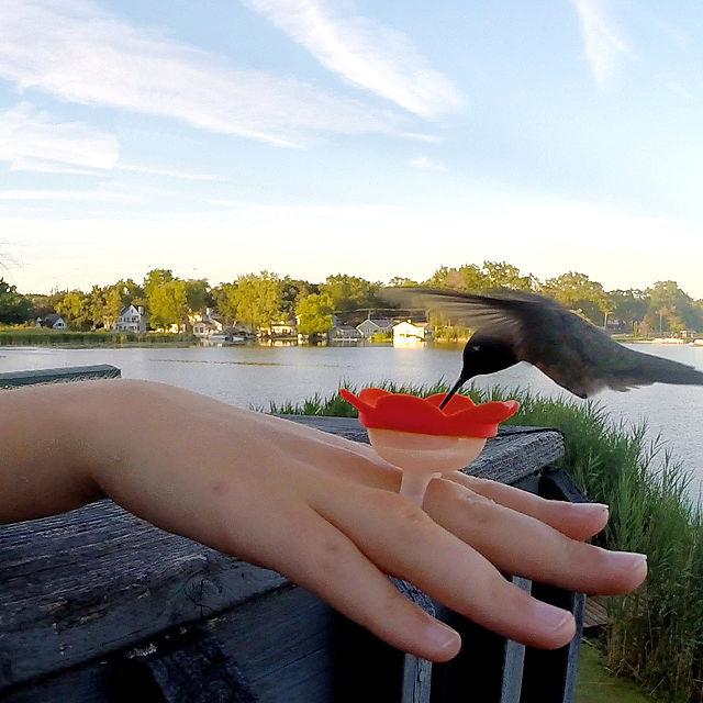  "Hummingbird
