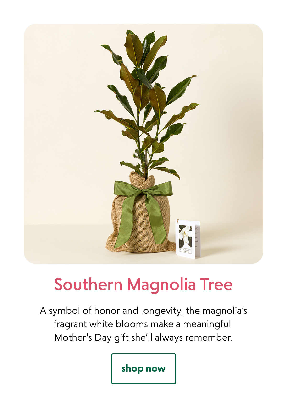 southern-magnolia-tree