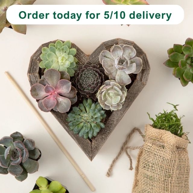 Redwood Succulent Heart Kit