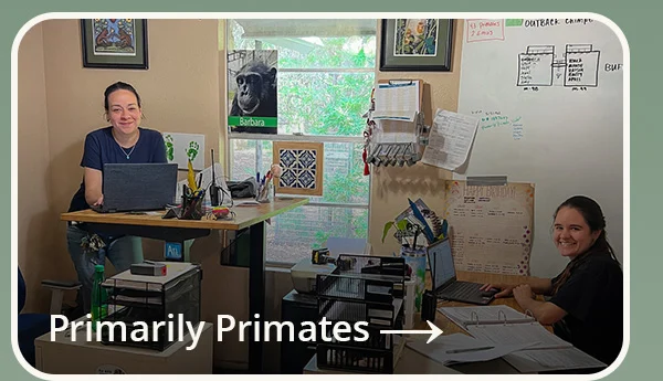 Primarily Primates