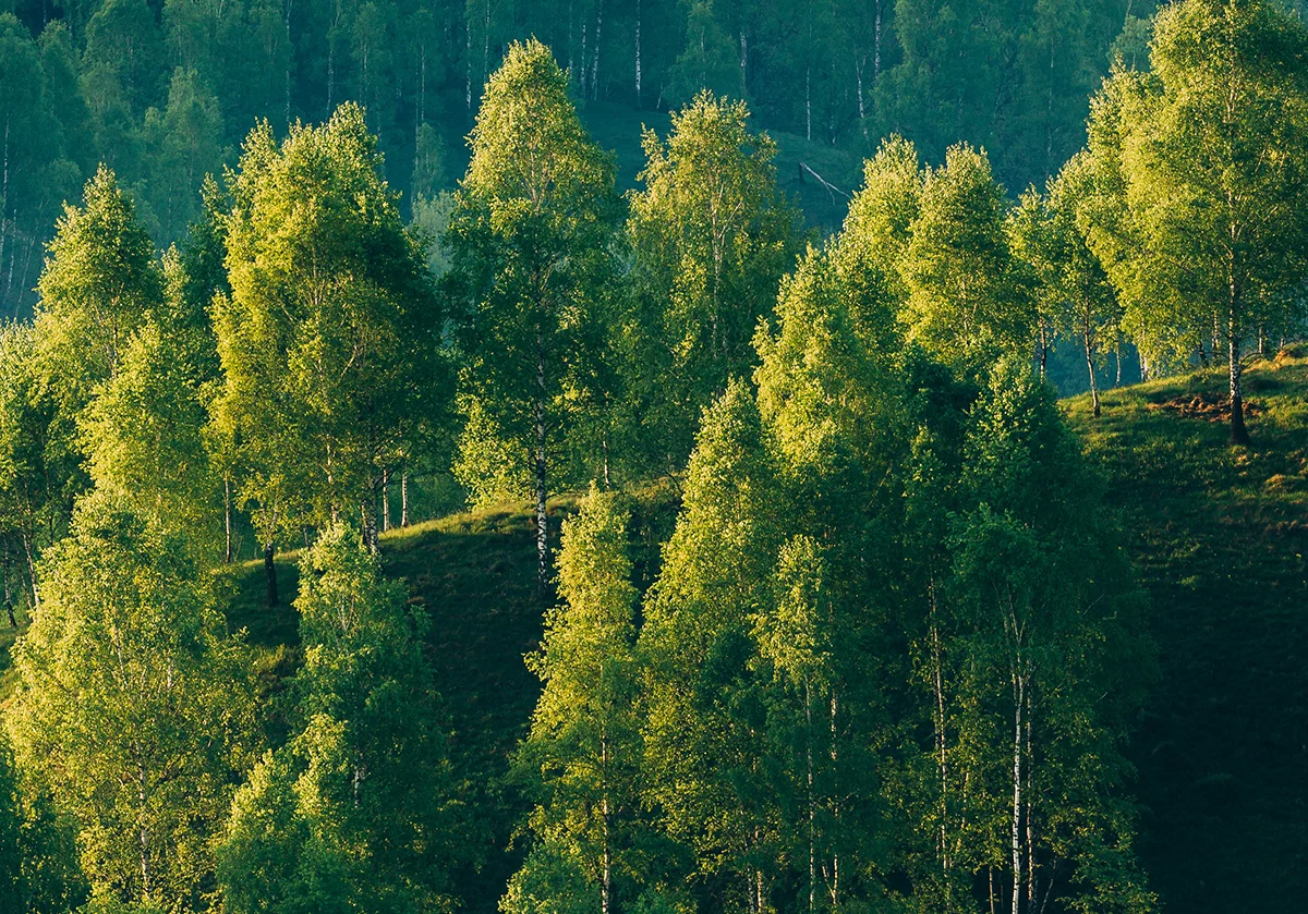 An expansive, wooded area full of lush, green trees