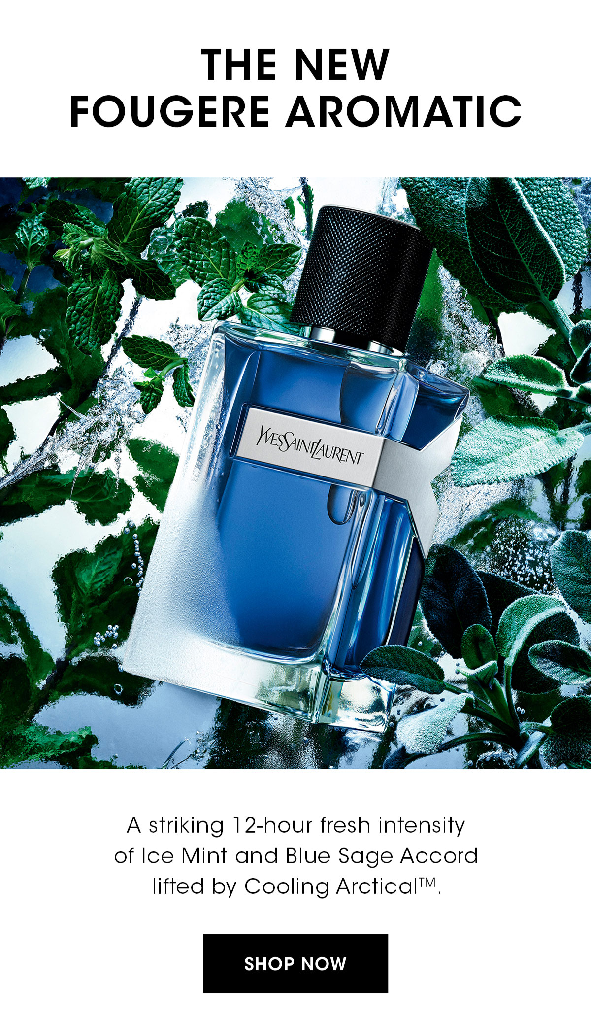 THE NEW FOUGERE AROMATIC
