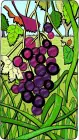 grapesonvine-79x140.jpg