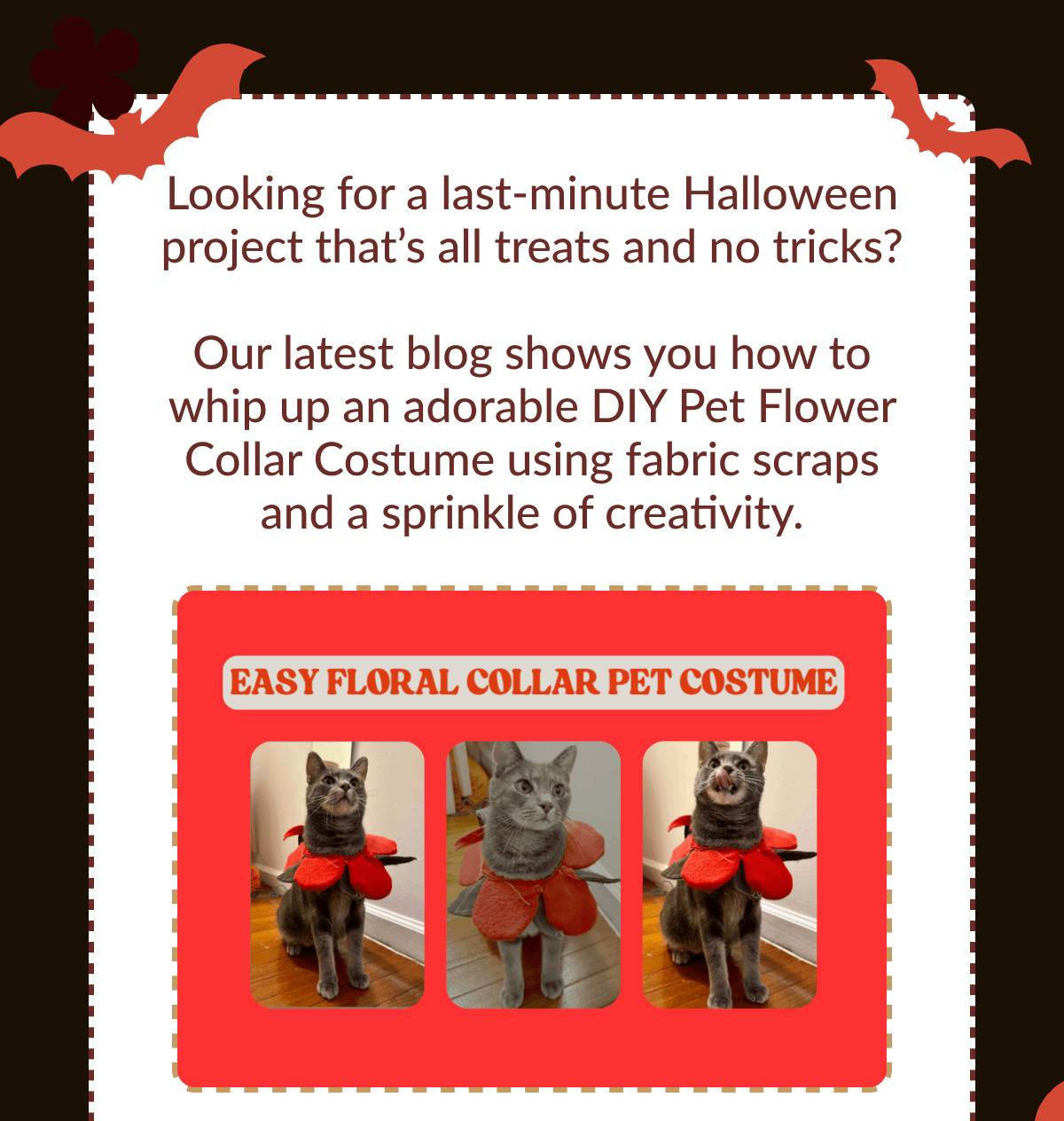 Looking for a last-minute Halloween project that's all treats and no tricks? Our latest blog shows you how to whip up an adorable DIY Pet Flower Collar Costume using fabric scraps and a sprinkle of creativity.