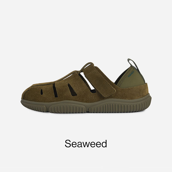 Dreamer - Seaweed