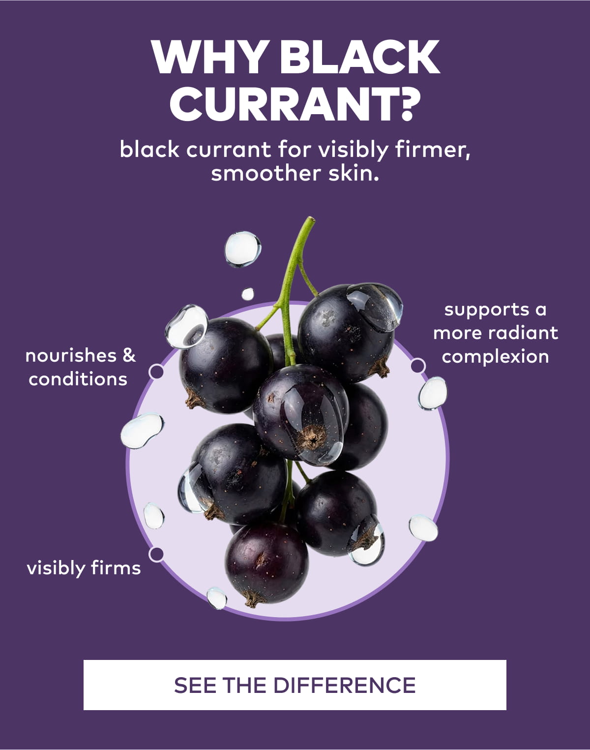 Why Black Currant?