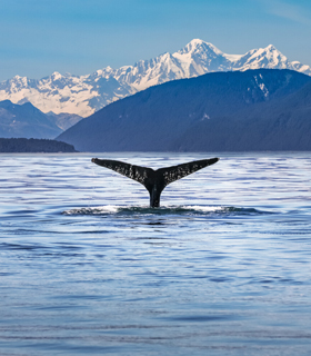 View of a whale tail in the ocean off the Alaskan coast. Snow covered mountains are visible in the background.
