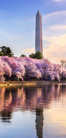 Cherry blossoms in full bloom surround the Tidal Basin in Washington, D.C.