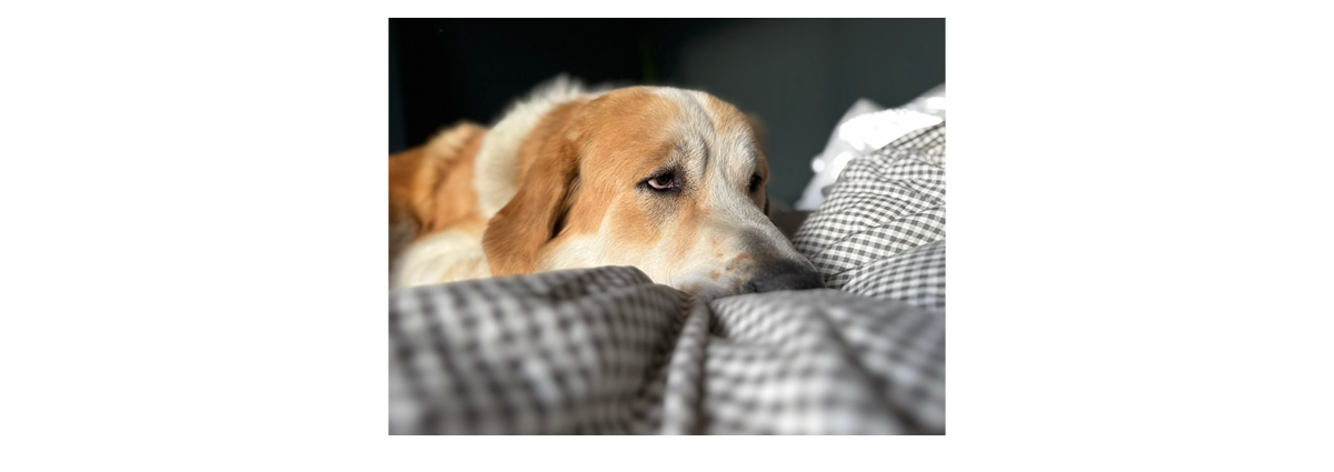 MATTEO