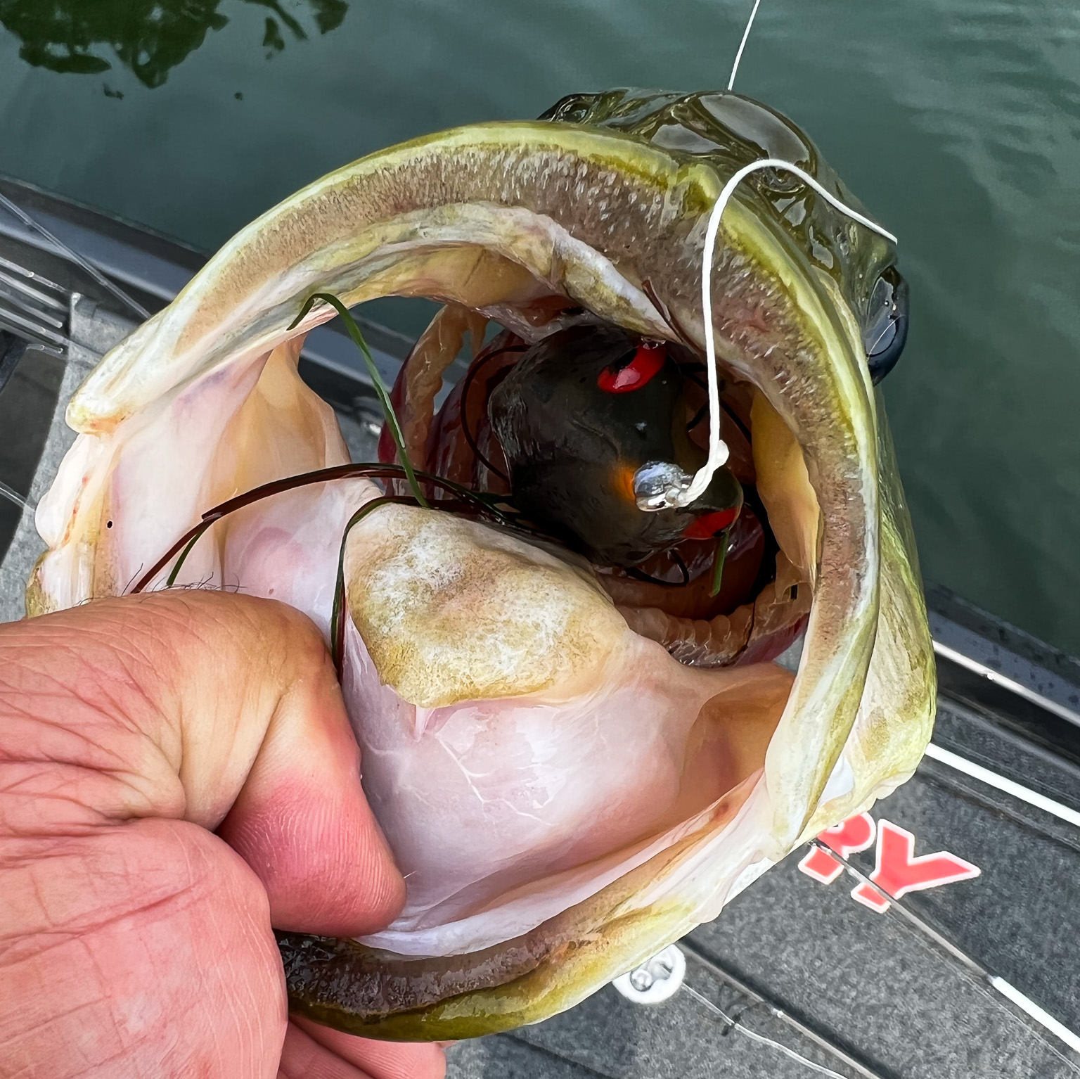 bass with its mouth open