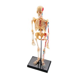 Learning Resources Model Skeleton