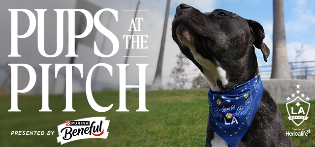 Pups at the Pitch Sept 20
