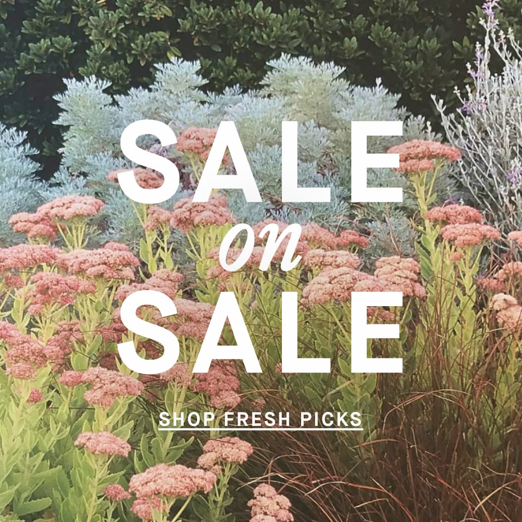 Sale On Sale