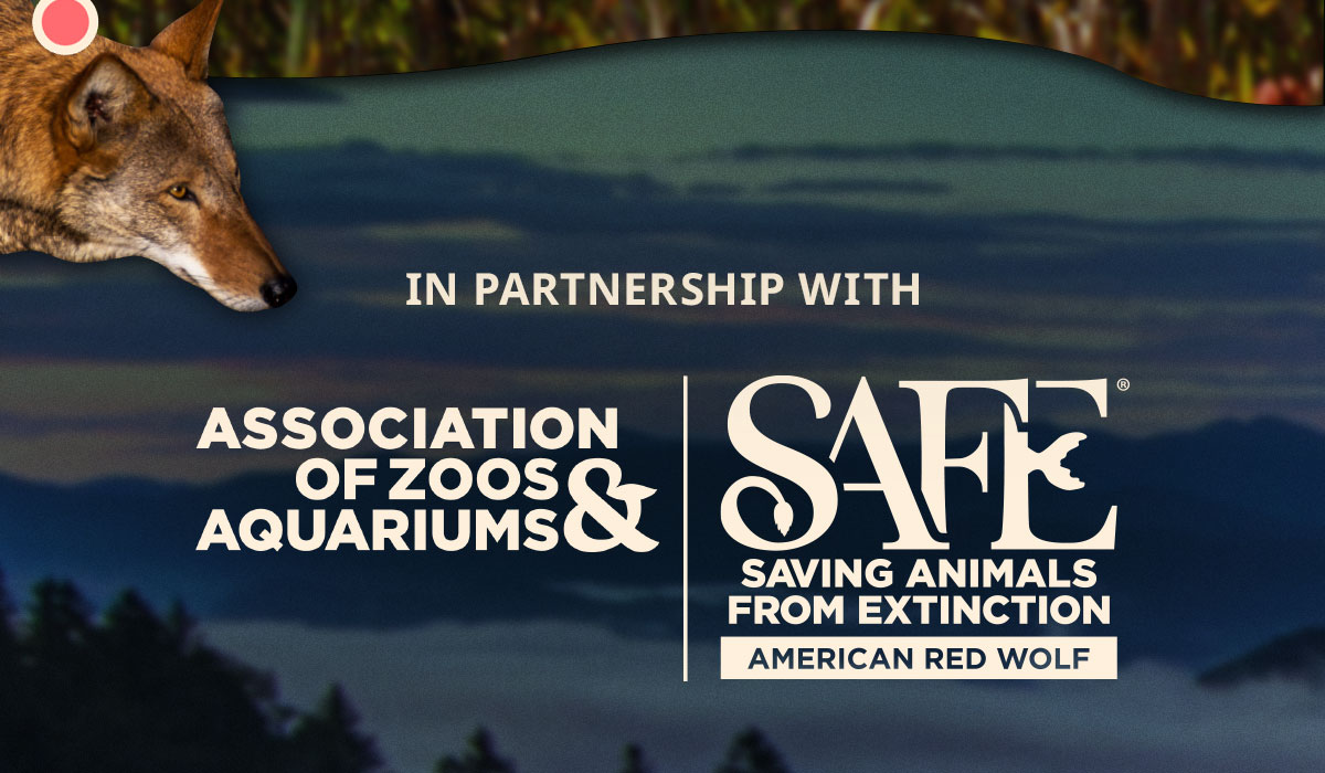 In partnership with SAFE