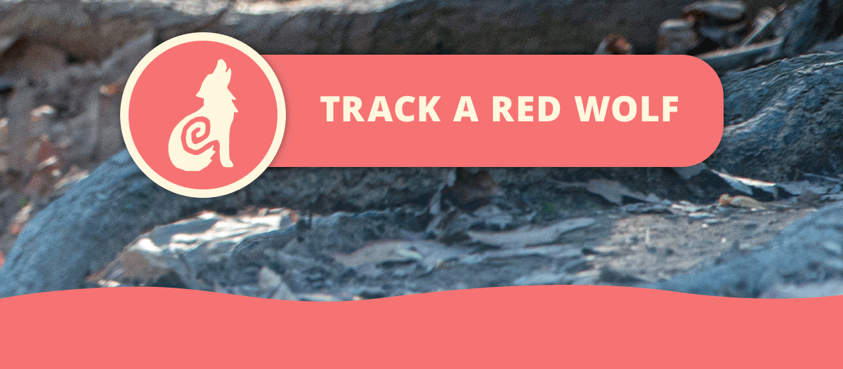 Track a red wolf