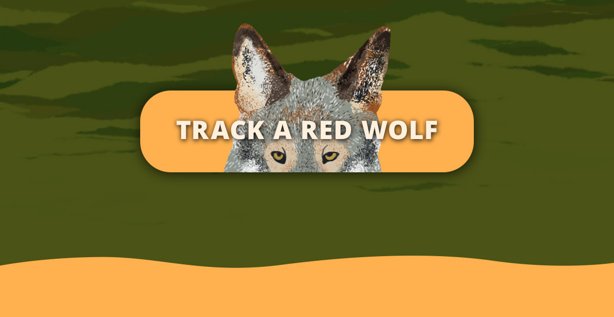 Track a red wolf today!