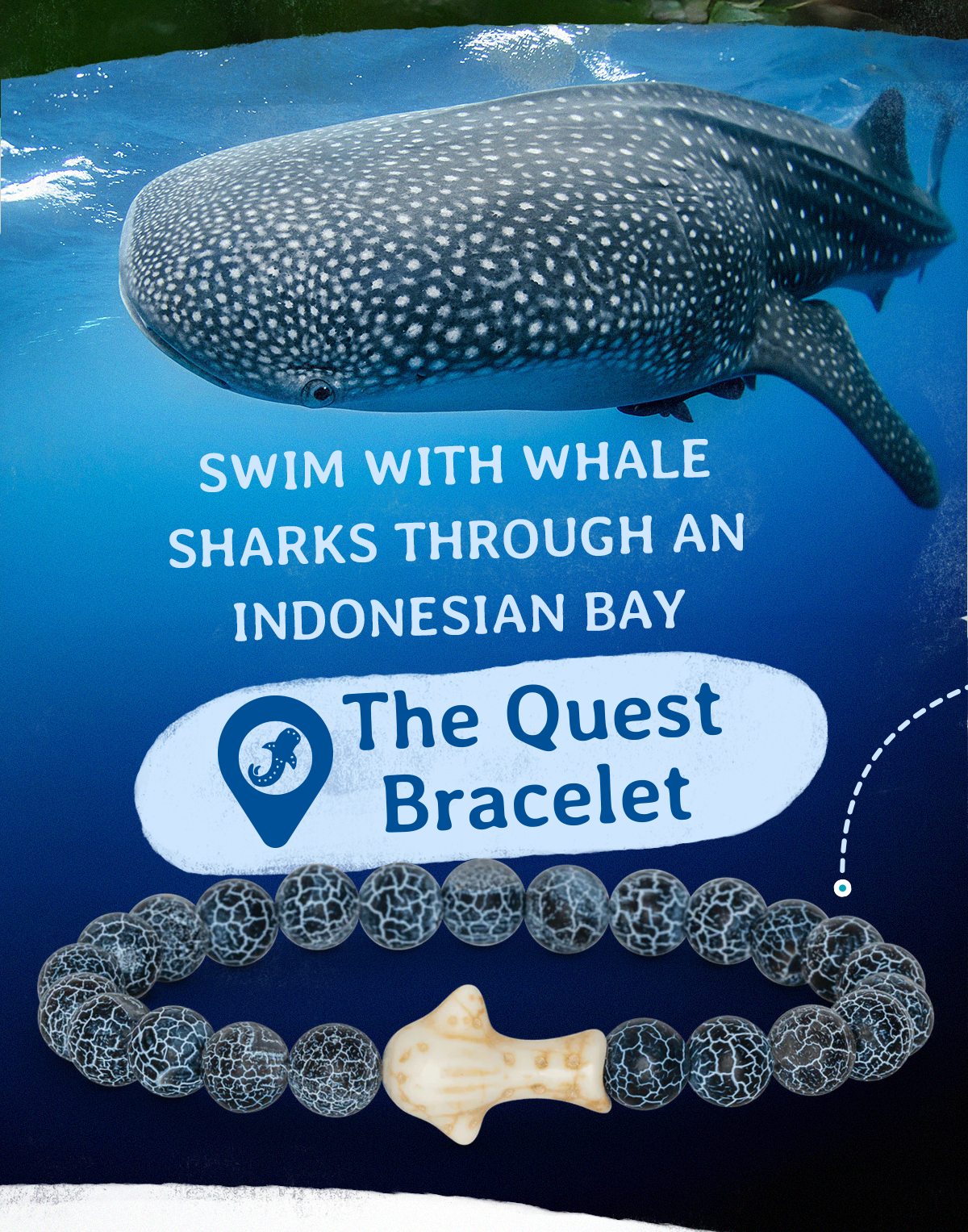 Track a whale shark in the ocean!