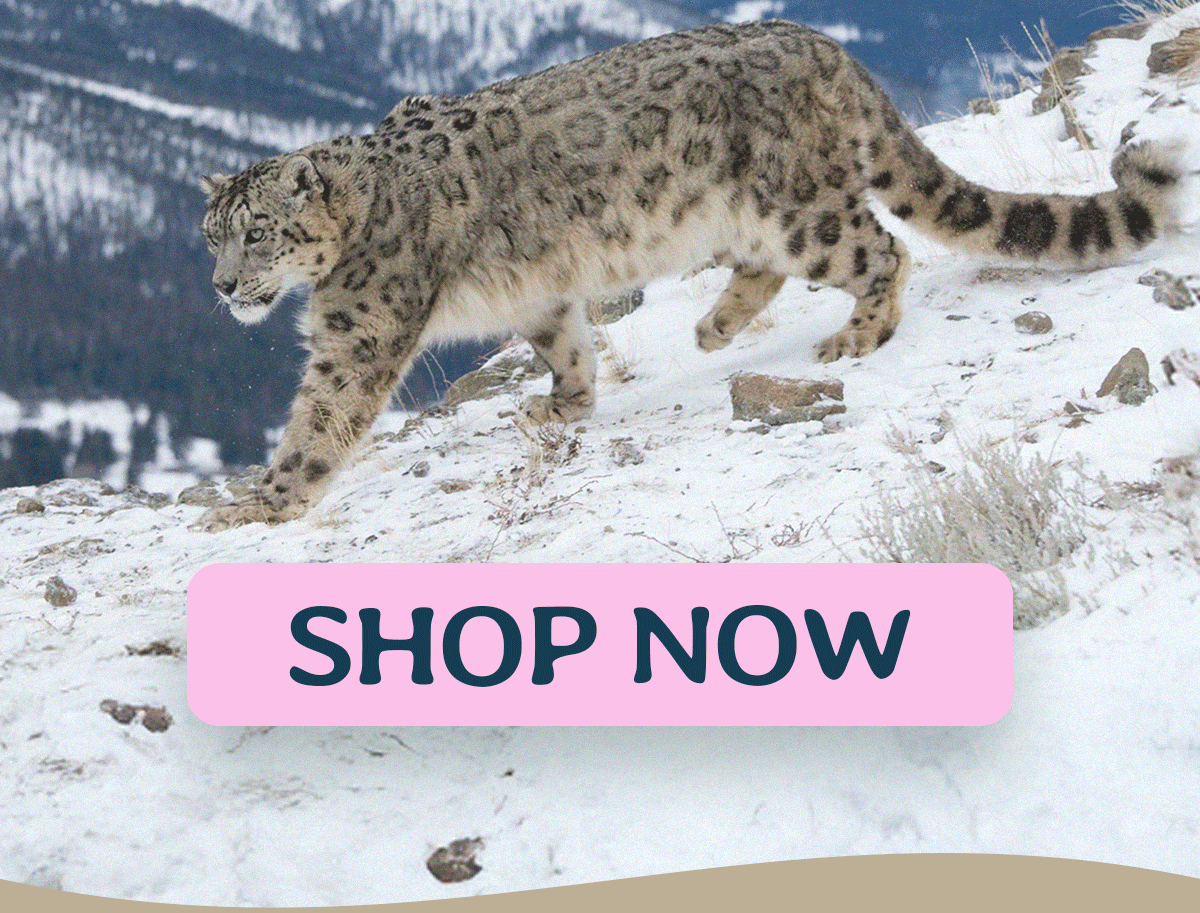 Shop now!