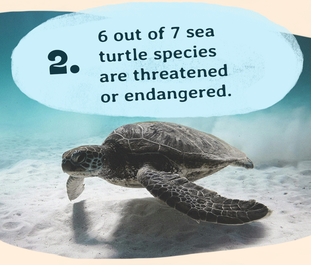 Sea turtles are threatened and endangered