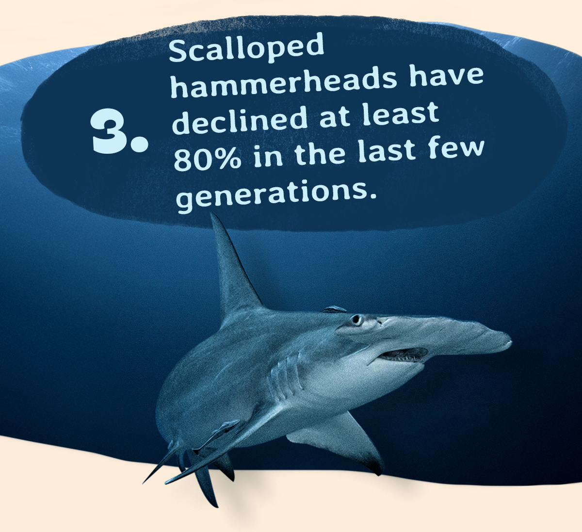 Hammerhead populations have declined