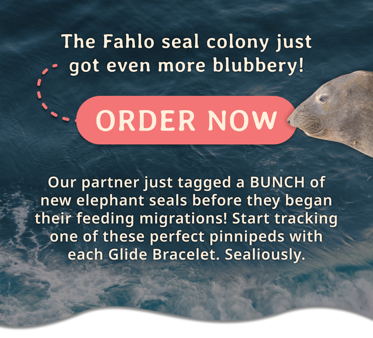 Order now. Our Fahlo seal colony just got even more blubbery!