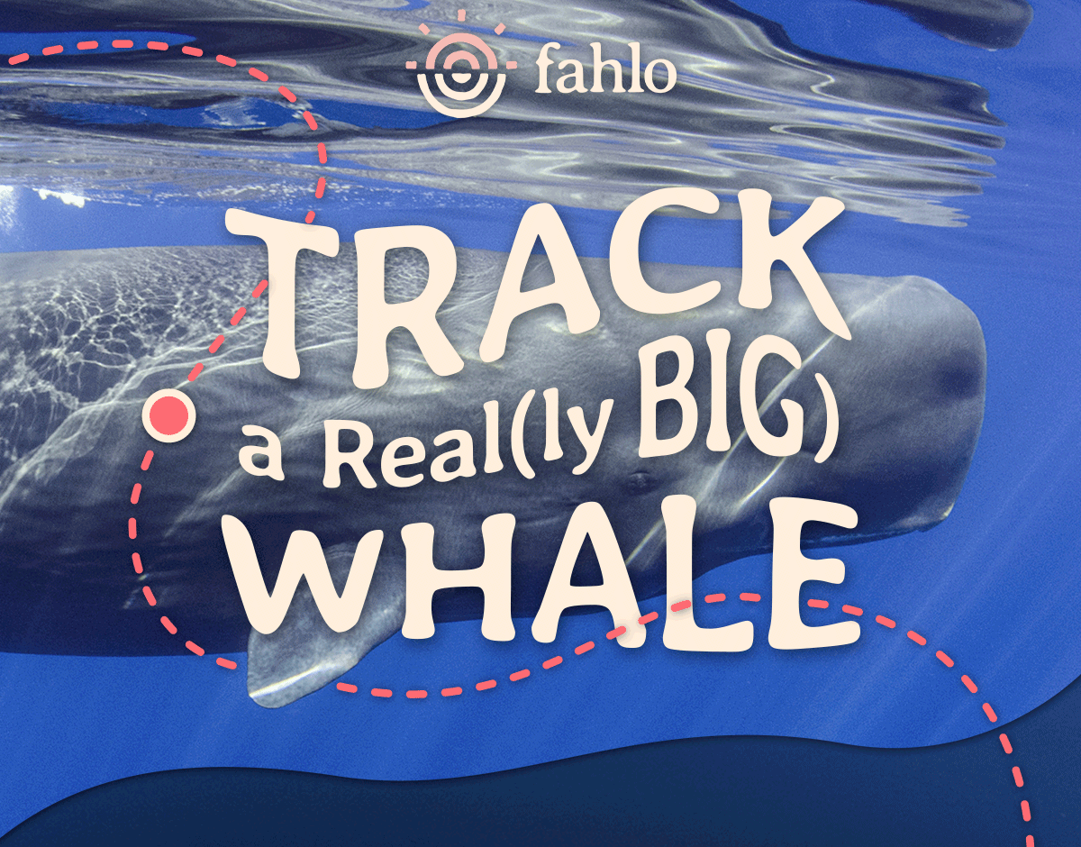 Track a really big whale!
